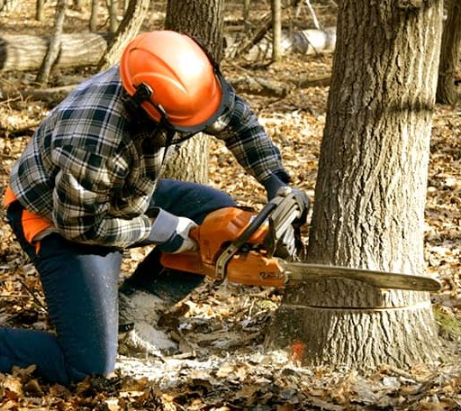Tree Removal in Pinetops, NC